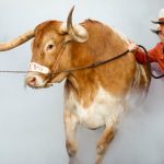 Bevo ne sera pas au match Texas contre Georgia : un espace limité