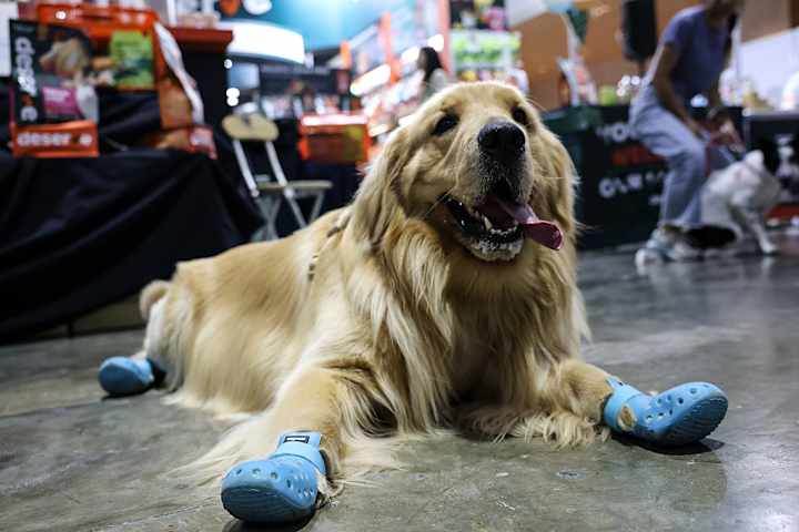 Chien renifleur équipé de Crocs pendant un match de football Chien renifleur équipé de Crocs pendant un match de football
